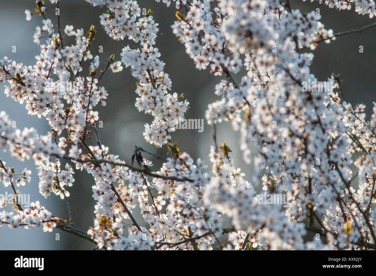 Frühling Blumen Stockfoto