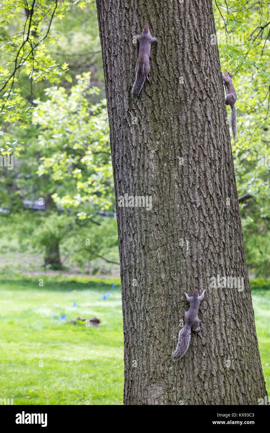 Eichhörnchen spielen auf einem Baum im Central Park, NY Stockfoto