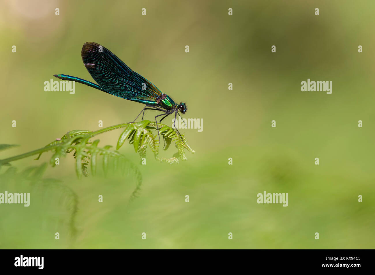 Schöne Demoiselle damselfly Männchen (Calopteryx Virgo) auf einem Farn im Wald thront. Goatenbridge, Tipperary, Irland. Stockfoto