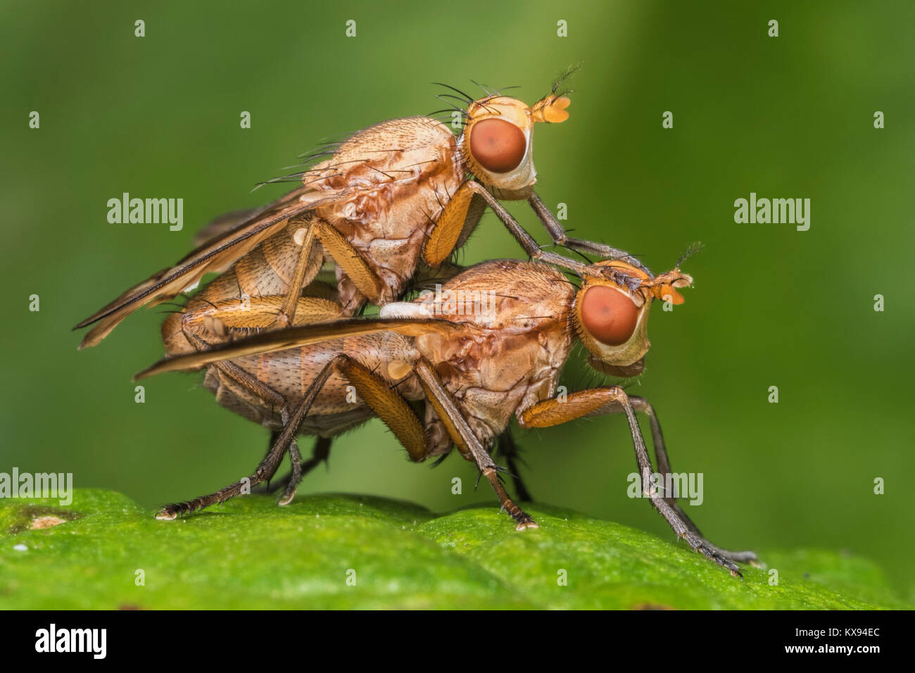 Ein paar passende Snail-Killing fliegen oder Sumpf Fliegen (Tetanocera sp.) auf ein Blatt in den Wald. Cahir, Tipperary, Irland. Stockfoto