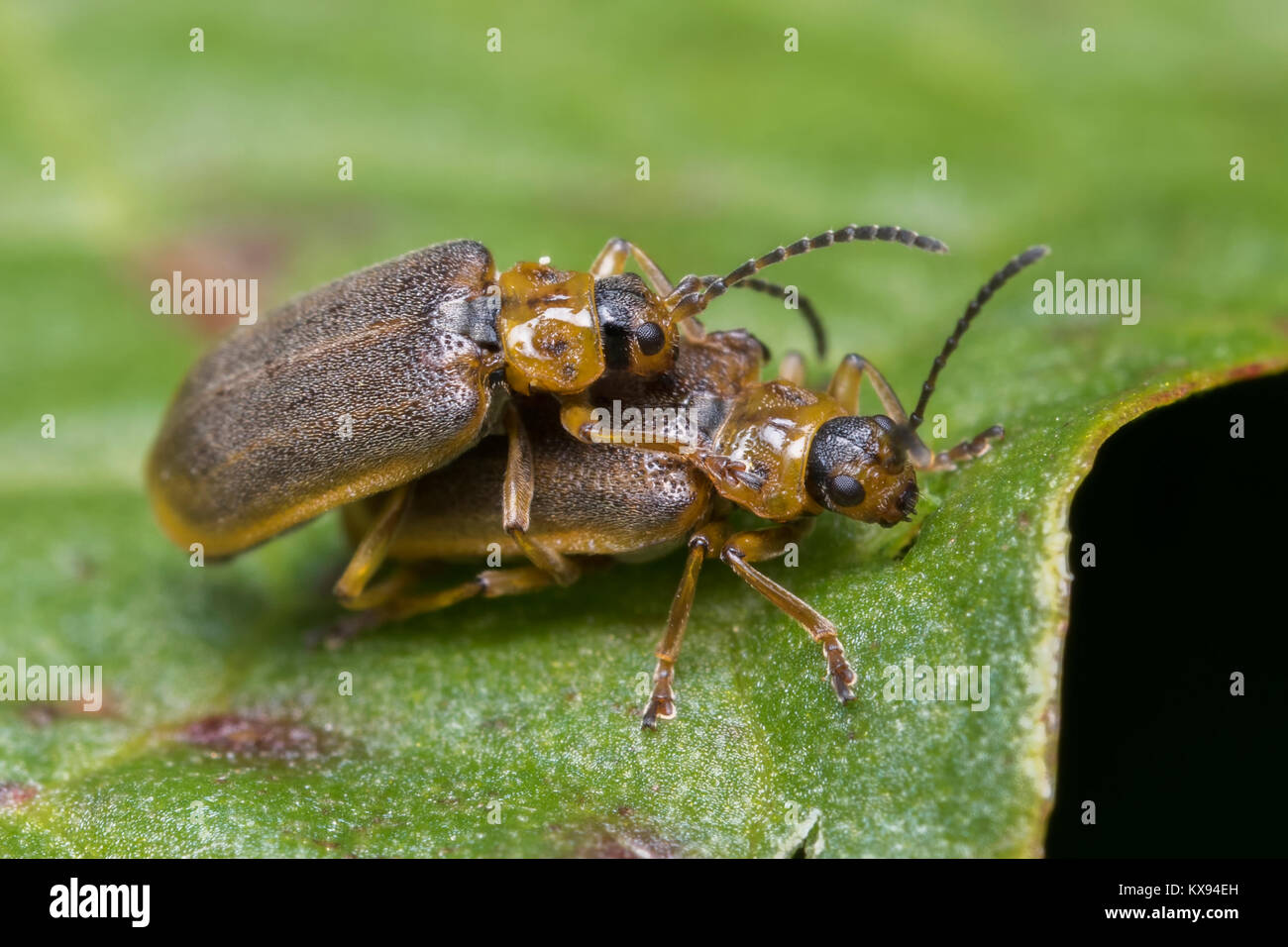 Blatt Käfer (Galerucella sagittariae) Paaren auf ein Blatt. Cabragh Feuchtgebiete, Thurles, Tipperary, Irland. Stockfoto