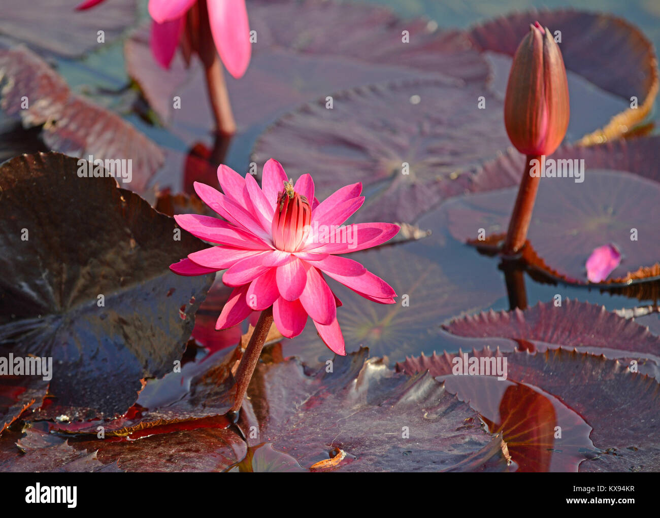 Lotus Flower im Lotus Teich wird oft als Symbol für Reinheit in vielen