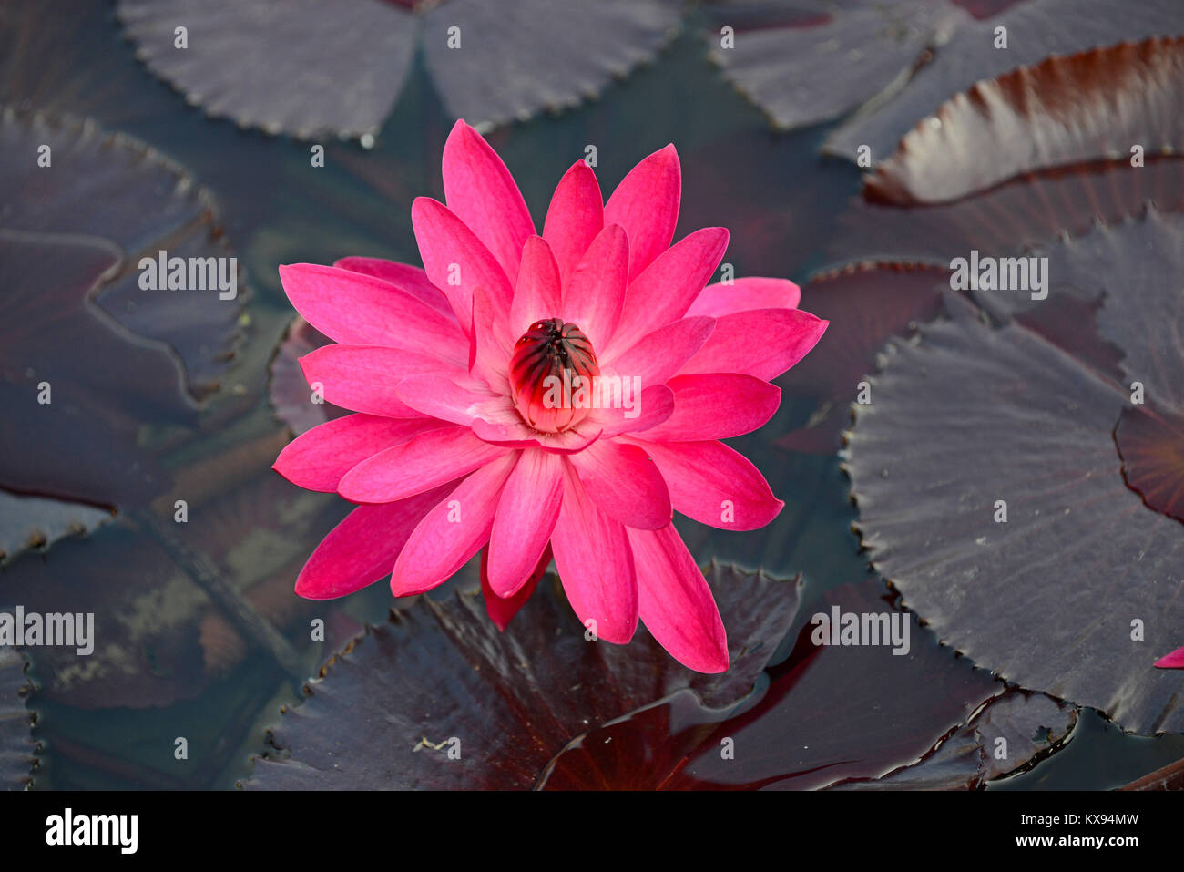 Lotus Flower im Lotus Teich wird oft als Symbol für Reinheit in vielen