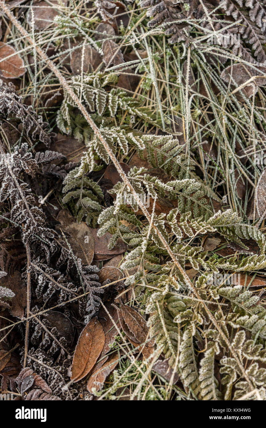 Frosty Unterholz Stockfoto