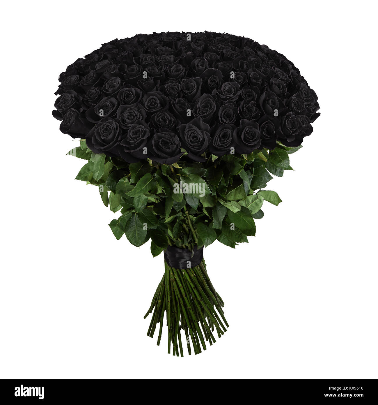 Schwarze Rose. Isolierte großen Blumenstrauß von 101 Rose auf Weiß Stockfotografie