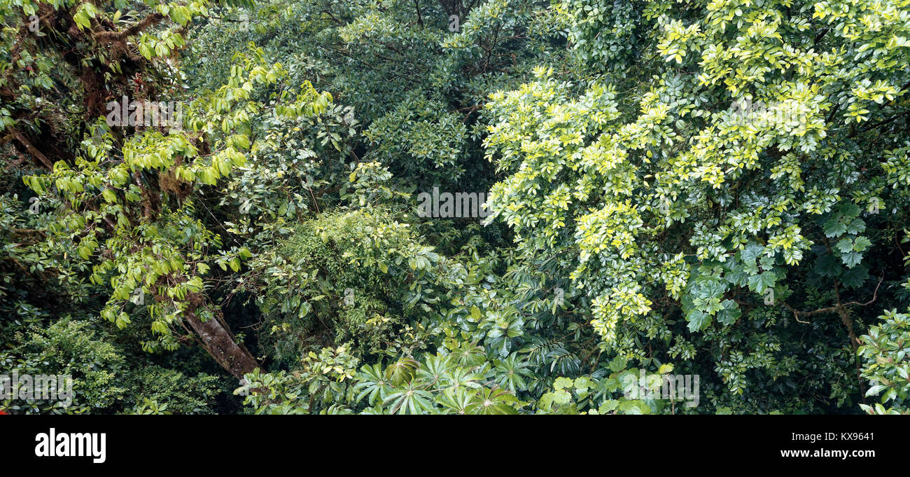 Tree Top Aussicht von den Hängebrücken über Monteverde Cloud Forest Reserve genommen. Stockfoto