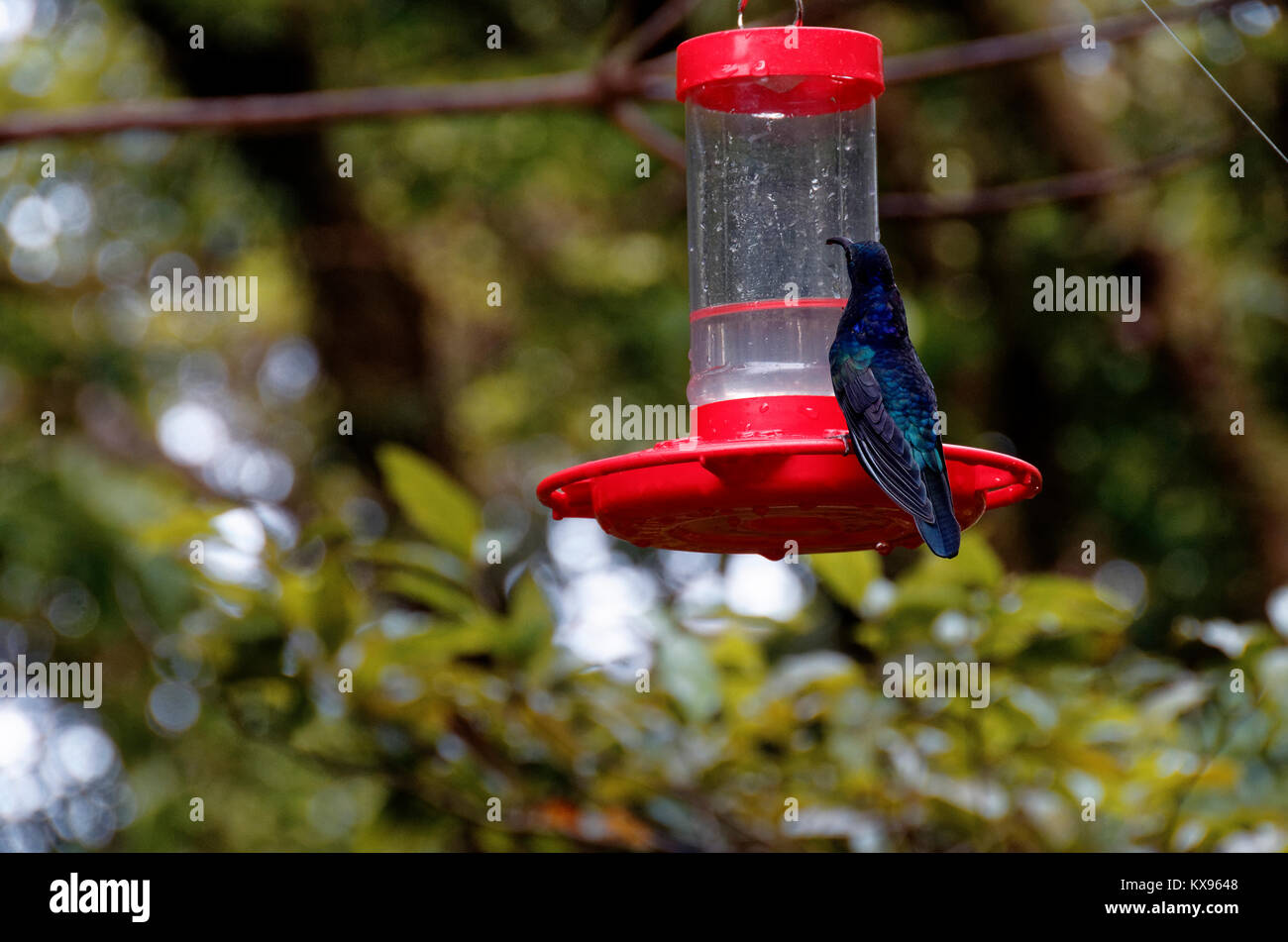 Violett Sabrewing Kolibri an einem roten Feeder, Monteverde, Costa Rica Stockfoto