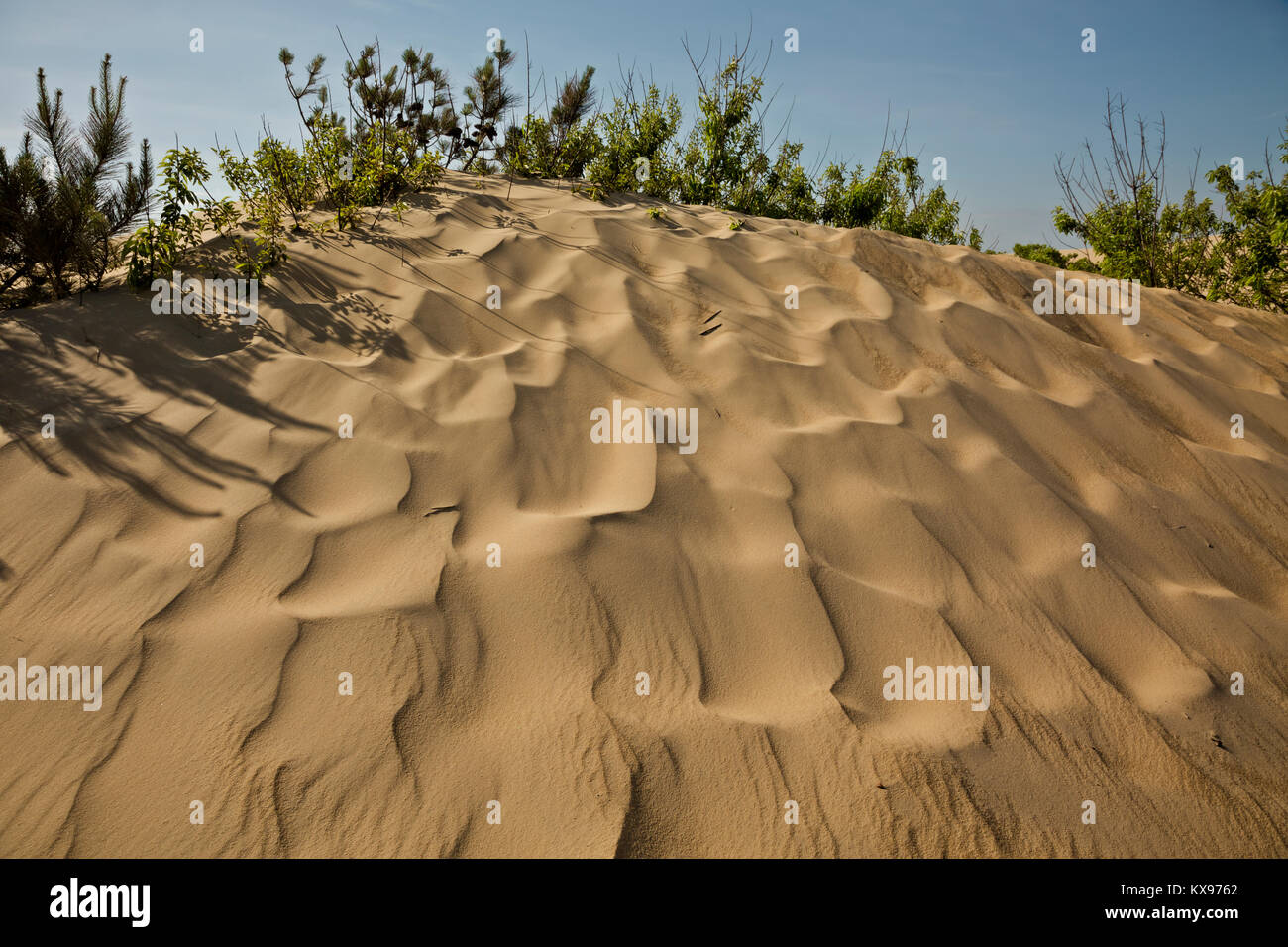 NC-01229-00... NORTH CAROLINA - Sanddünen mit Mustern von Füßen und Wind an Jockey's Ridge State Park auf die Outer Banks in NagsHead. Stockfoto