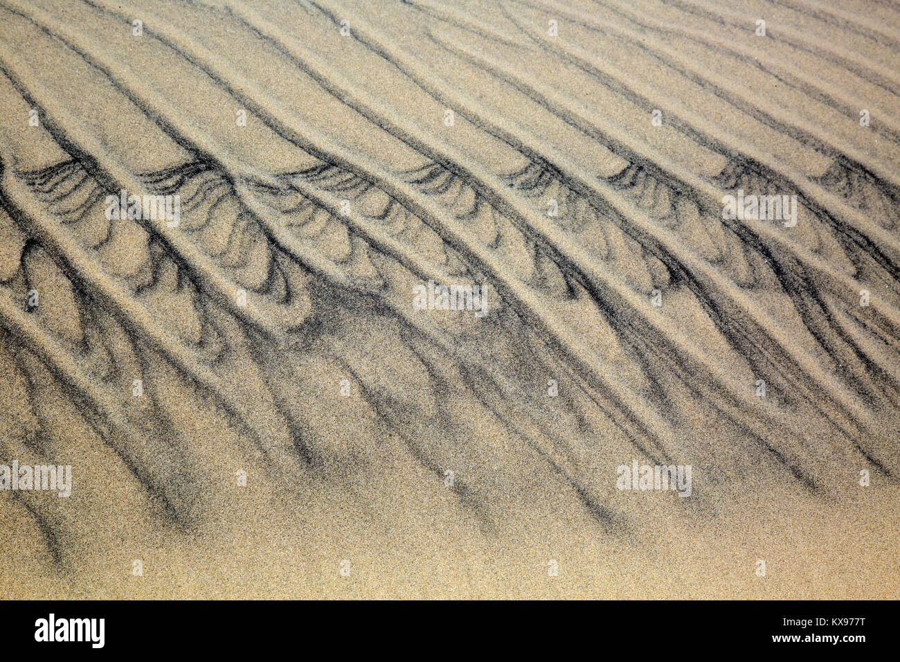 NC-01237-00... NORTH CAROLINA- Muster auf die Dünen vom Wind an der Jockey's Ridge State Park auf die Outer Banks in NagsHead. Stockfoto