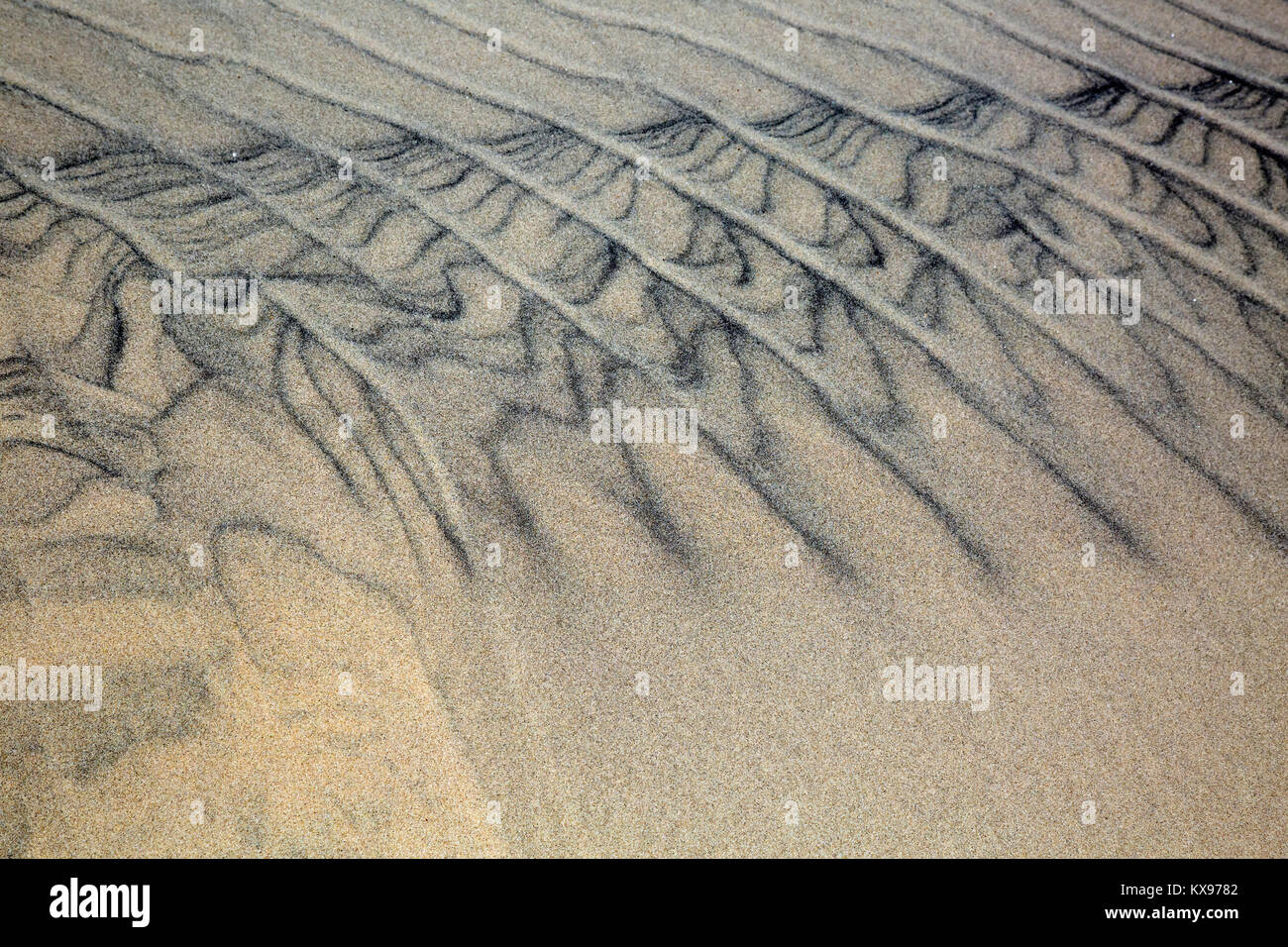 NC-01238-00... NORTH CAROLINA- Muster auf die Dünen vom Wind an der Jockey's Ridge State Park auf die Outer Banks in NagsHead. Stockfoto