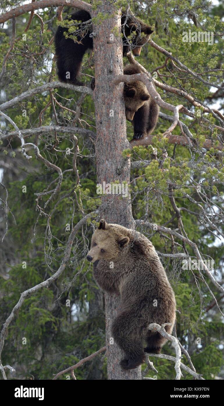 Braun She-Bear (Ursus arctos) mit Bär - Junge auf einer Kiefer. Frühjahr Wald. Stockfoto