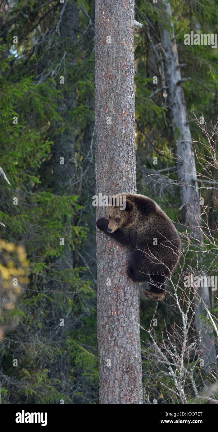 Cub von Braunbär (Ursus arctos) auf einer Kiefer. Frühjahr Wald. Stockfoto
