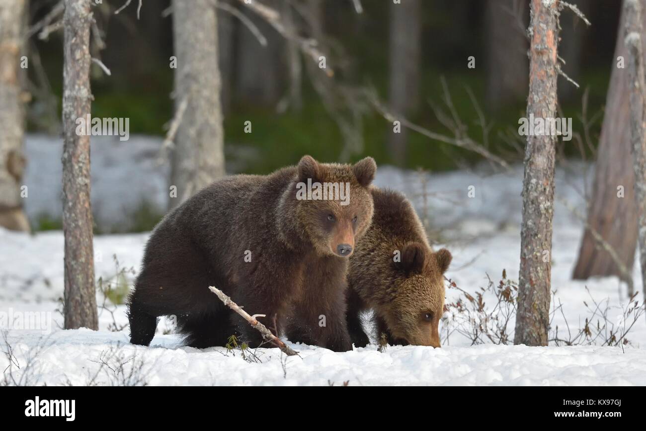 Cubs von Braunbär (Ursus arctos) nach der Rückkehr aus dem Ruhezustand auf den Schnee im Frühjahr Wald. Stockfoto