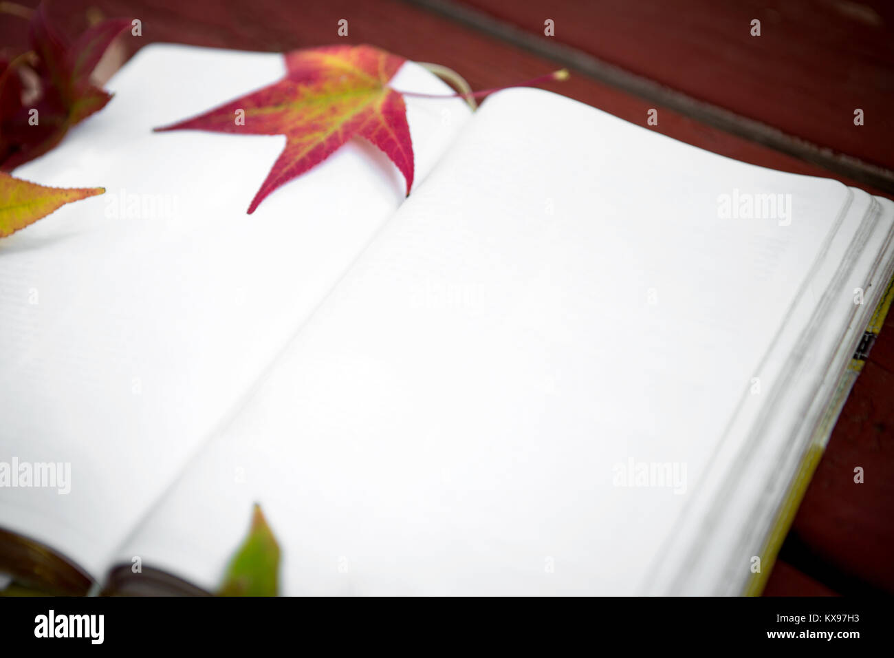 Rote Herbst Hintergrund mit einem Buch und Blättern. Stockfoto