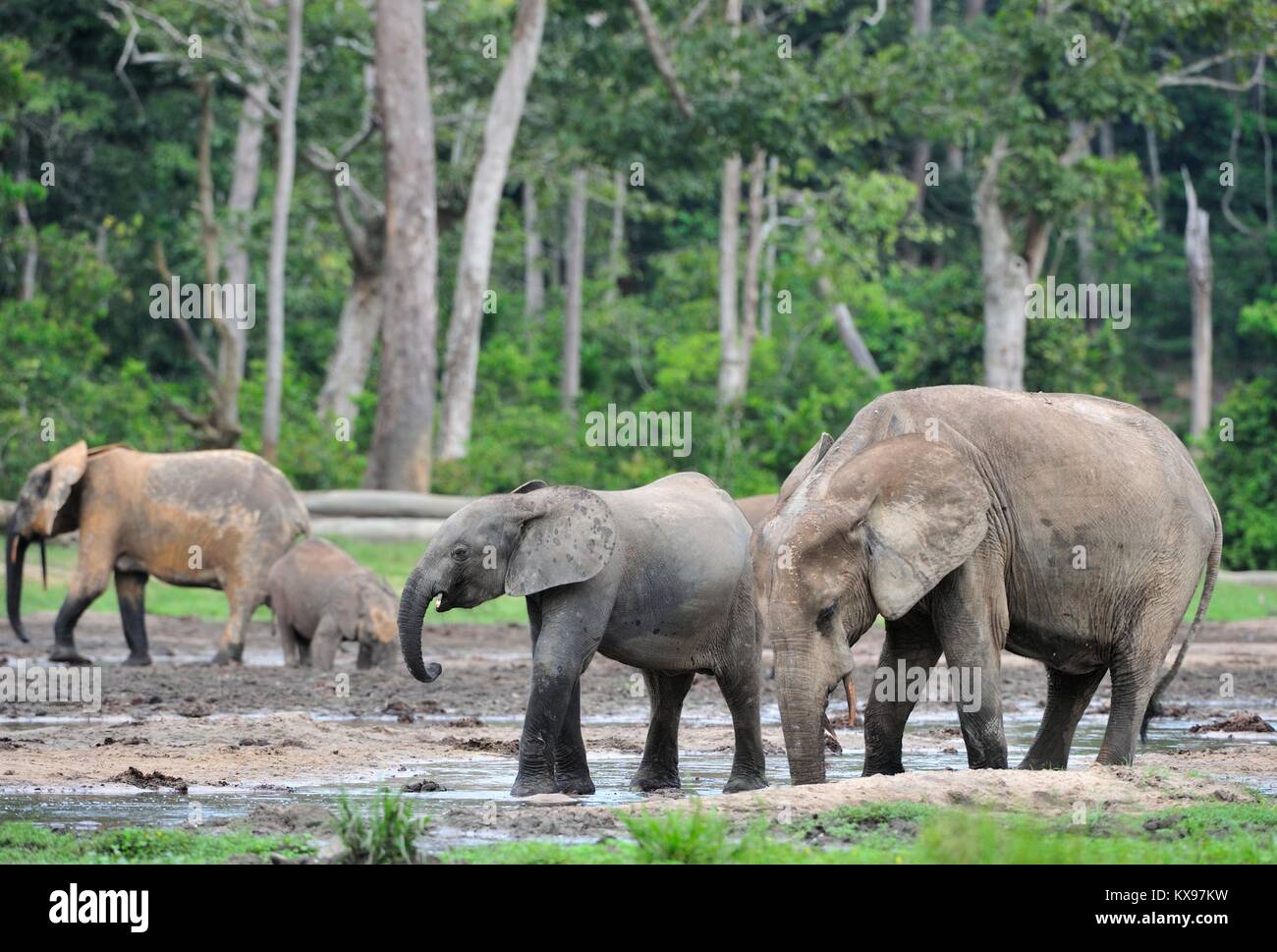 Waldelefant (Loxodonta africana cyclotis), (Wald Wohnung Elefant) der Congo Basin. Dzanga Kochsalzlösung (a forest Clearing) Zentralafrikanische Republik, Stockfoto