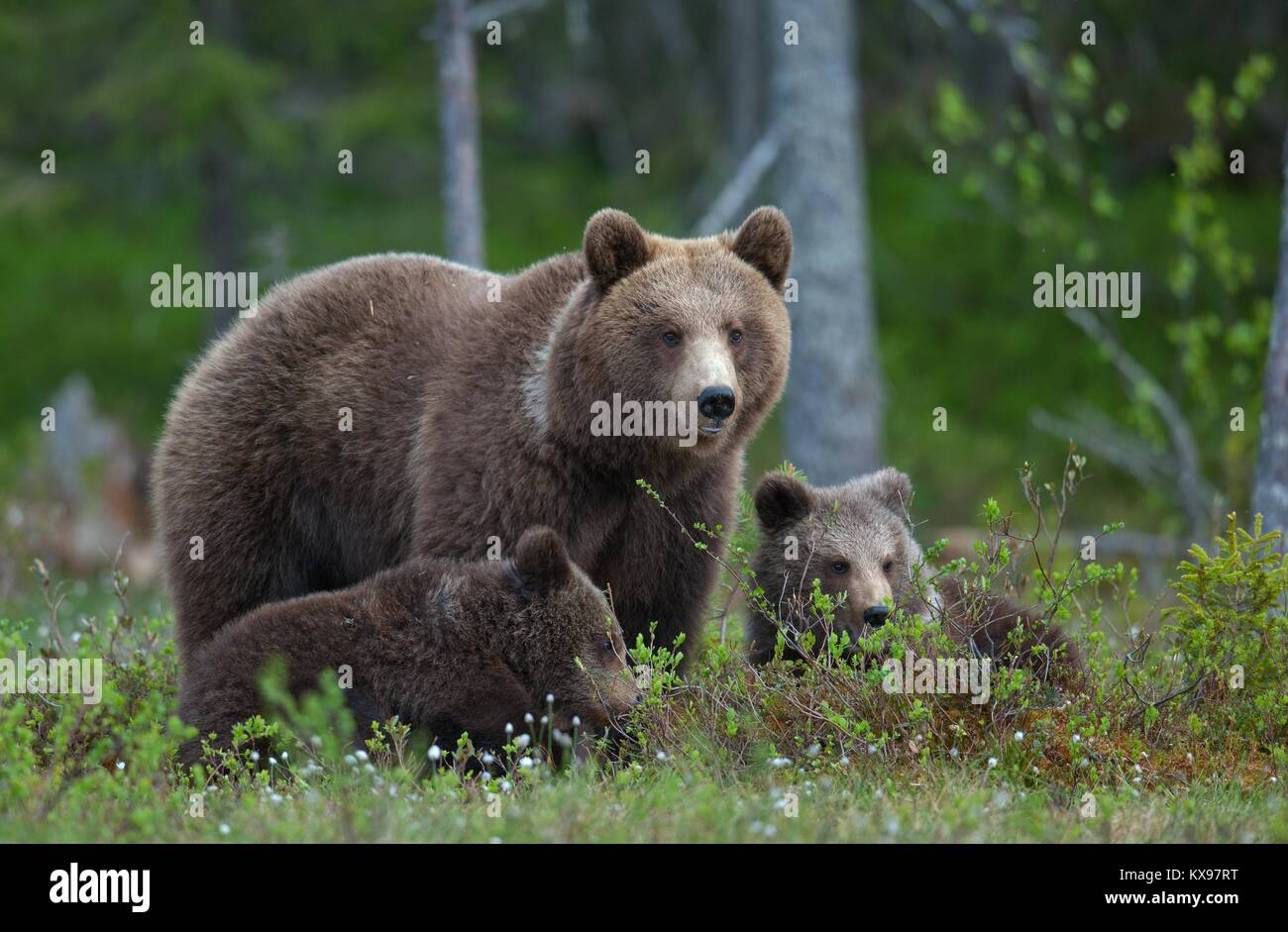 Bärenjunge mit ihrer Mutter - Der Bär im Sommer Wald. Bear Family von Braunbär (Ursus arctos). Stockfoto