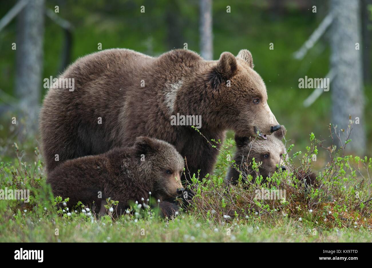 Bärenjunge mit ihrer Mutter - Der Bär im Sommer Wald. Bear Family von Braunbär (Ursus arctos). Stockfoto