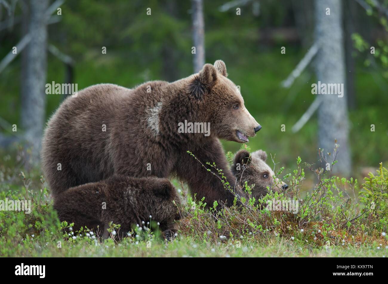 Bärenjunge mit ihrer Mutter - Der Bär im Sommer Wald. Bear Family von Braunbär (Ursus arctos). Stockfoto