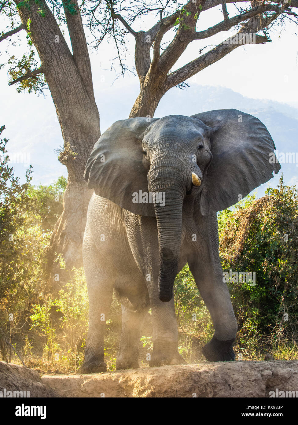 Die wütenden Afrikanischen Busch Elefant (Loxodonta africana) im Staub. Abendlicht Stockfoto