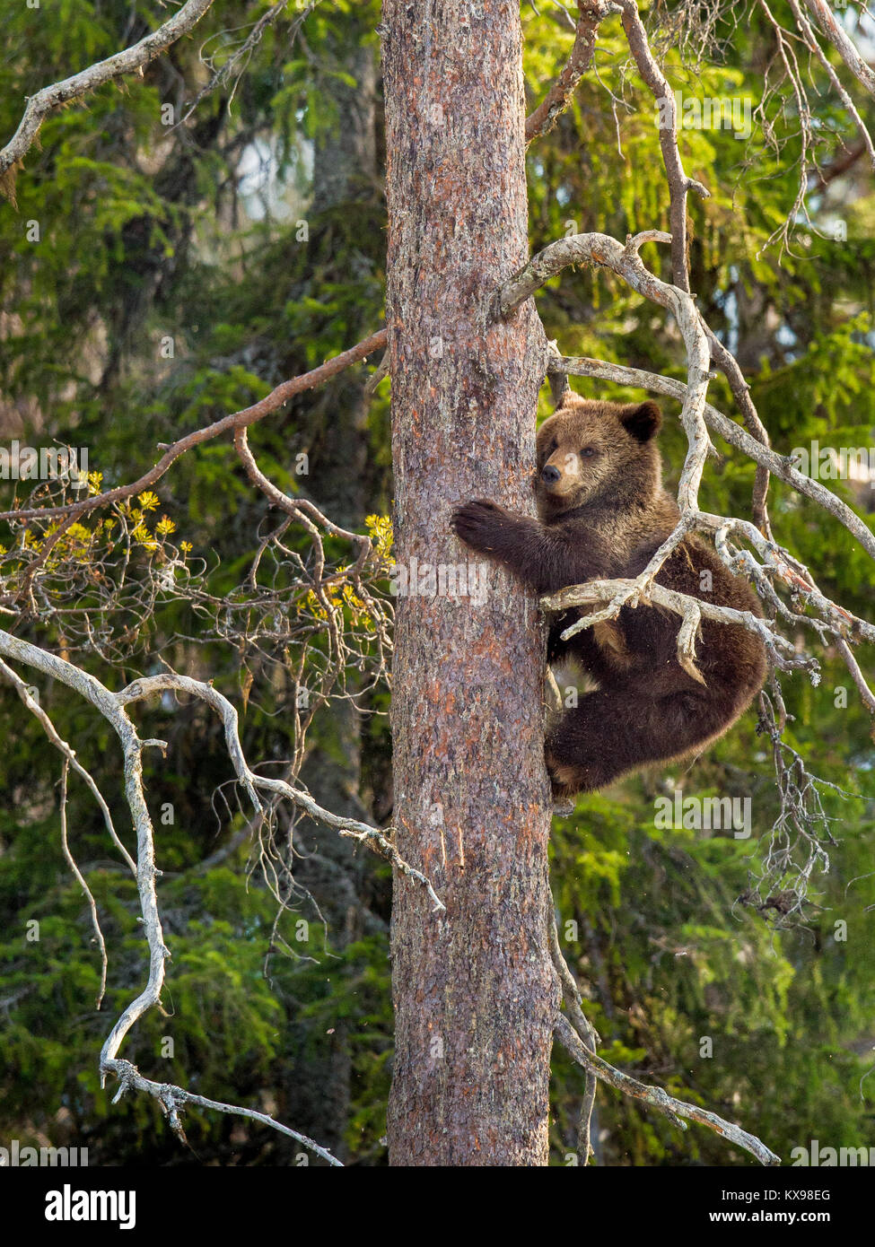 Braunbär (Ursus arctos) Jungen in duftenden gefahren und haben uns auf einer Kiefer. Frühjahr Wald. Stockfoto