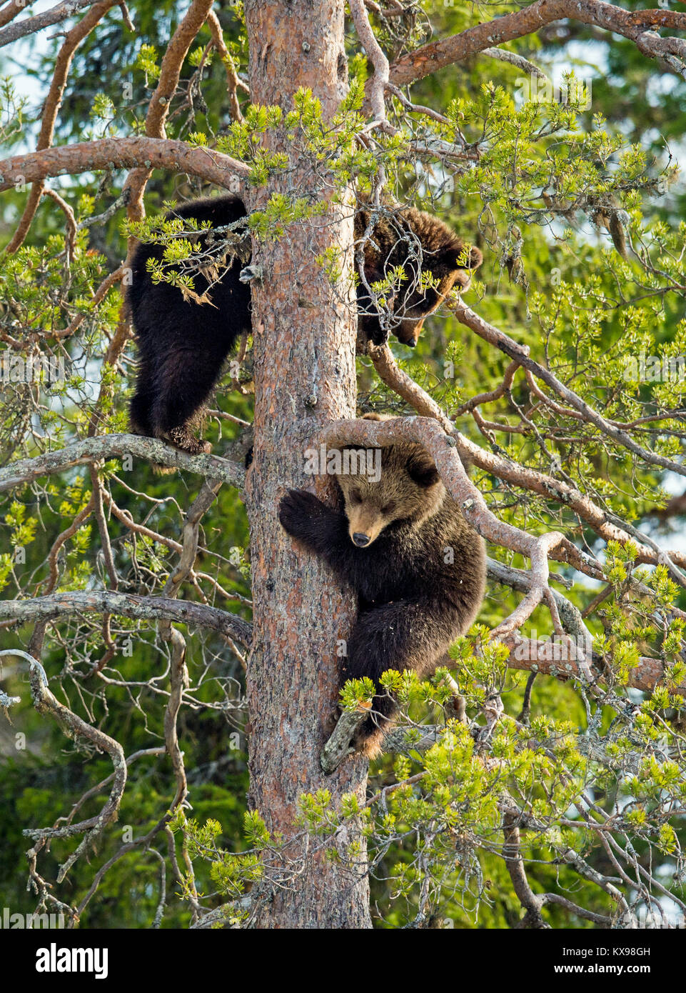 Braunbär (Ursus arctos) Jungen in duftenden gefahren und haben uns auf einer Kiefer. Frühjahr Wald. Stockfoto