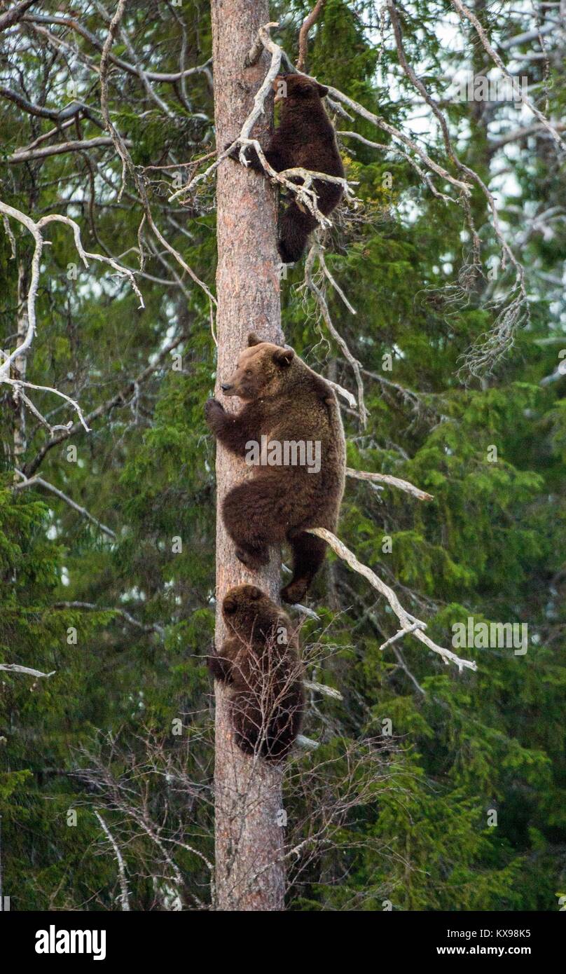 Braunbär (Ursus arctos) Jungen in duftenden gefahren und haben uns auf einer Kiefer. Frühjahr Wald. Stockfoto