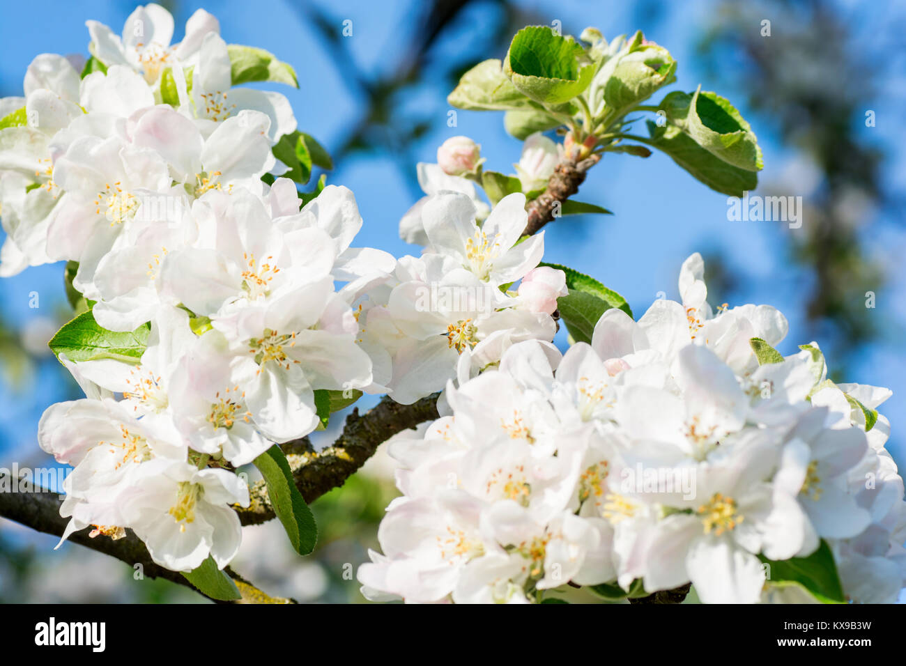 Apfelblüte im Frühjahr auf blauen Himmel Hintergrund Stockfoto