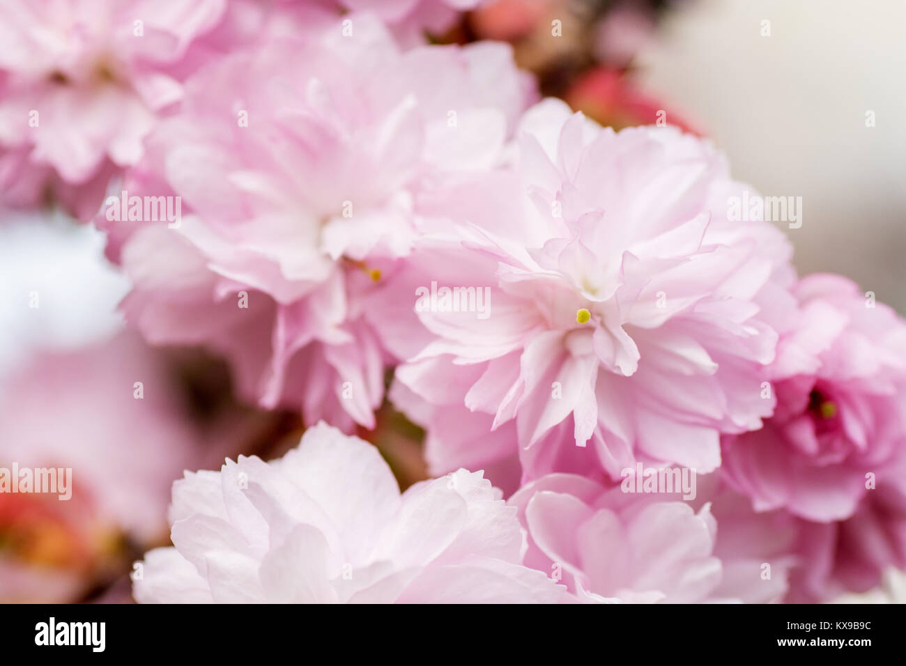 Grenze der Blüte rosa sacura cherry tree branches in Garten Stockfoto