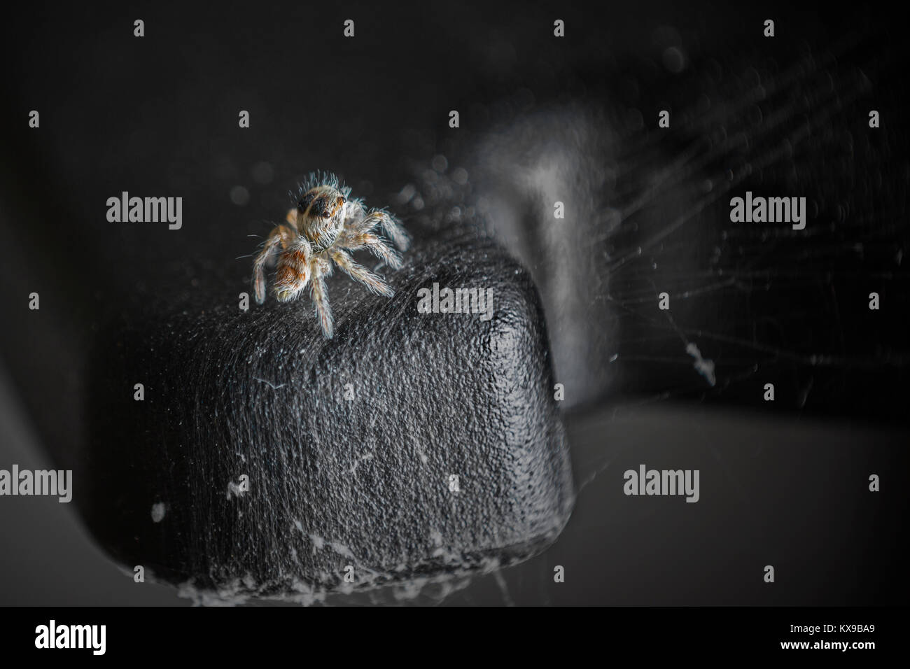 Springspinne Stockfoto