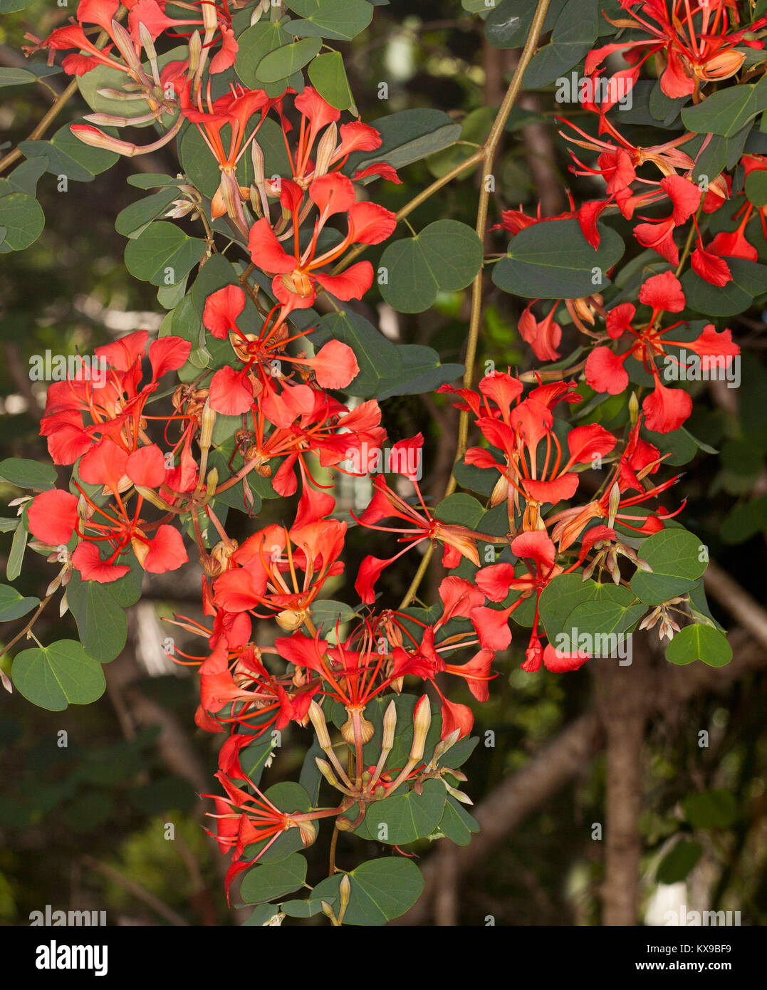 Masse des orange/roten Blumen und grünes Laub der Bauhinia galpinii, orchidee Bush Stockfoto