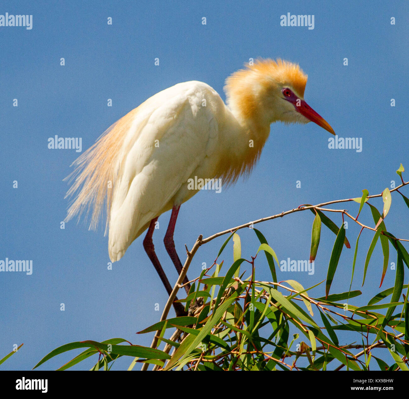 Schöne australische Kuhreiher, Bubulcus ibis, in der Zucht Gefieder, neben dem grünen Laub der Bäume und gegen den blauen Himmel Stockfoto