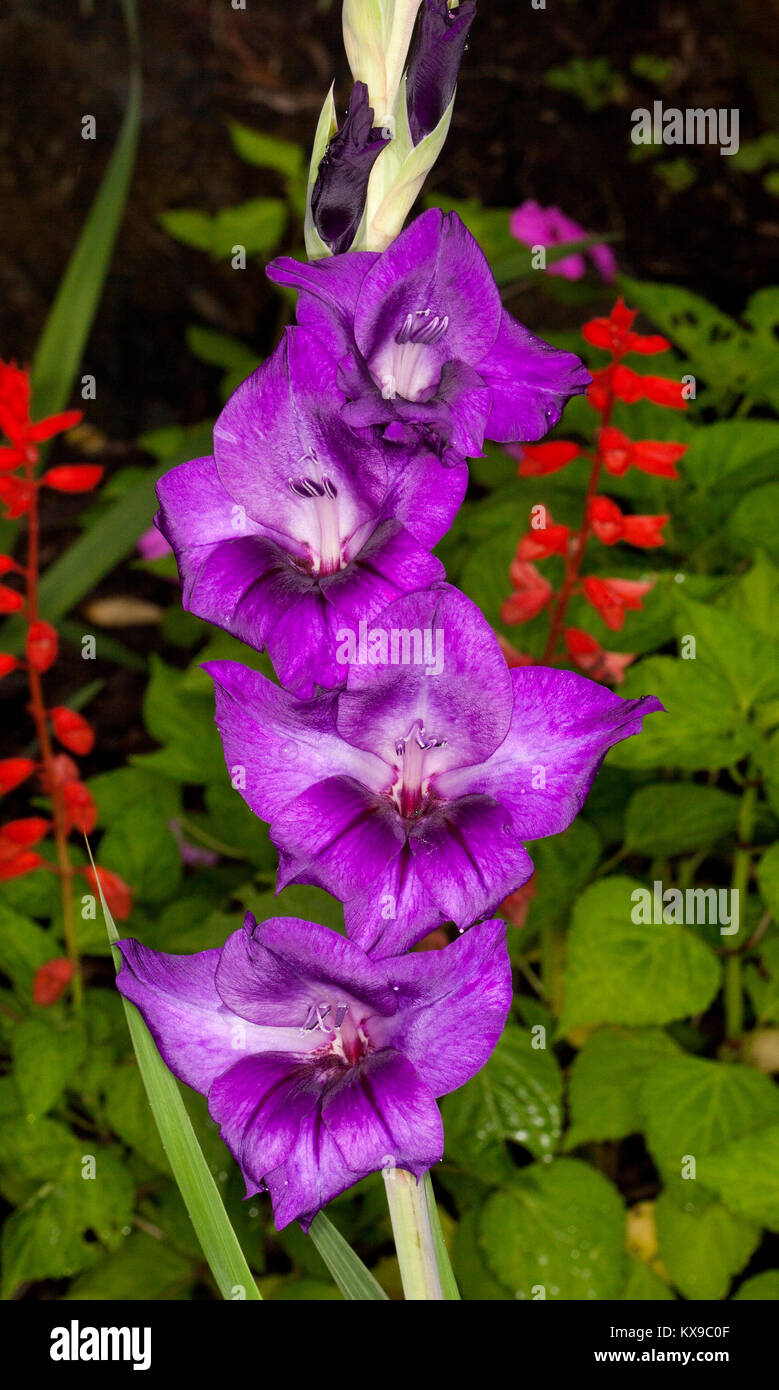 Atemberaubend lebendige tief violetten Blüten von gladiolen, eine blühende Glühbirne, gegen den Hintergrund der tiefen grünen Laub Stockfoto