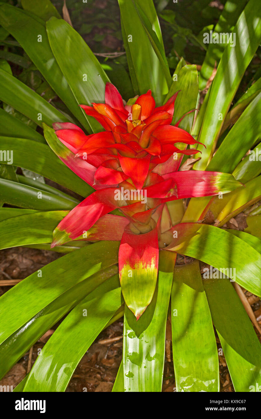 Leuchtend rote Blüte Hüllblätter und smaragdgrünen Blättern der Bromelie Guzmania, Arten Stockfoto