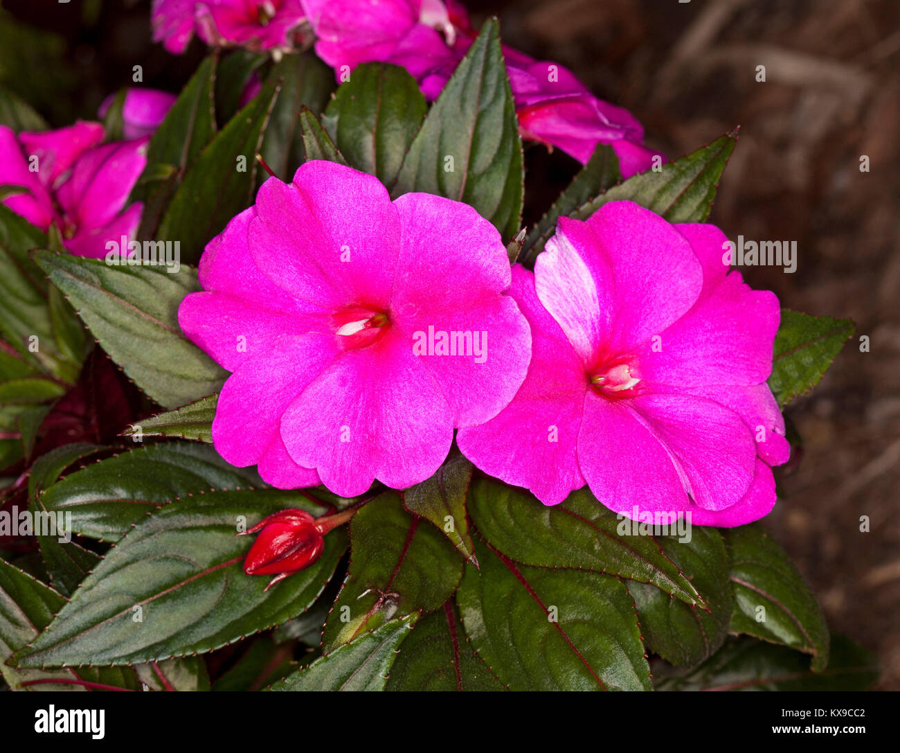 Leuchtend rosa Blüten von Neu Guinea Impatiens, Impatiens hawkerii Magnum" auf dem Hintergrund der dunkelgrünen Blätter Stockfoto