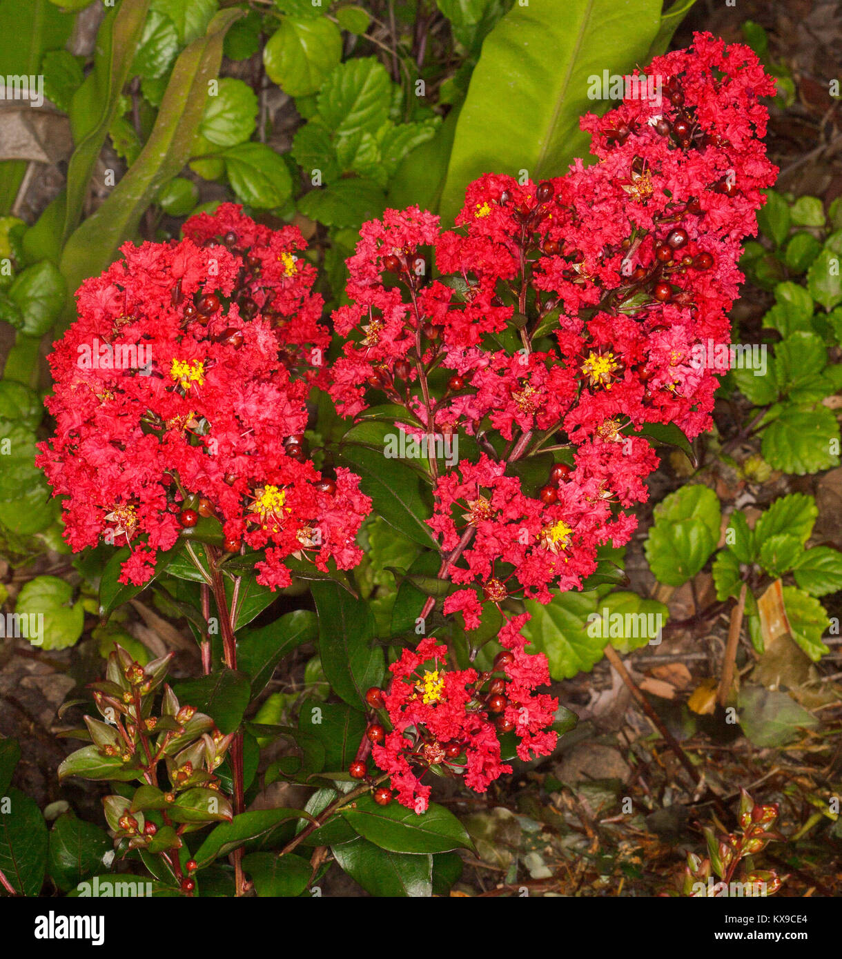 Cluster von leuchtend roten Blüten und dunkelgrüne Blätter von crepe Myrtle/Stolz von Indien. Fauriei x Lagerstroemia indica 'Coral Magic' auf grünem Hintergrund Stockfoto