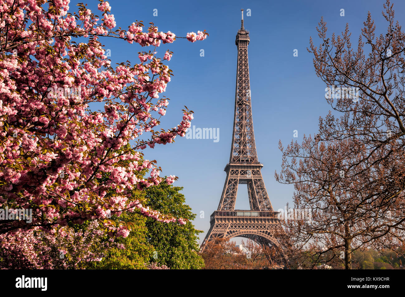 Eiffelturm mit Feder Bäume in Paris, Frankreich Stockfoto