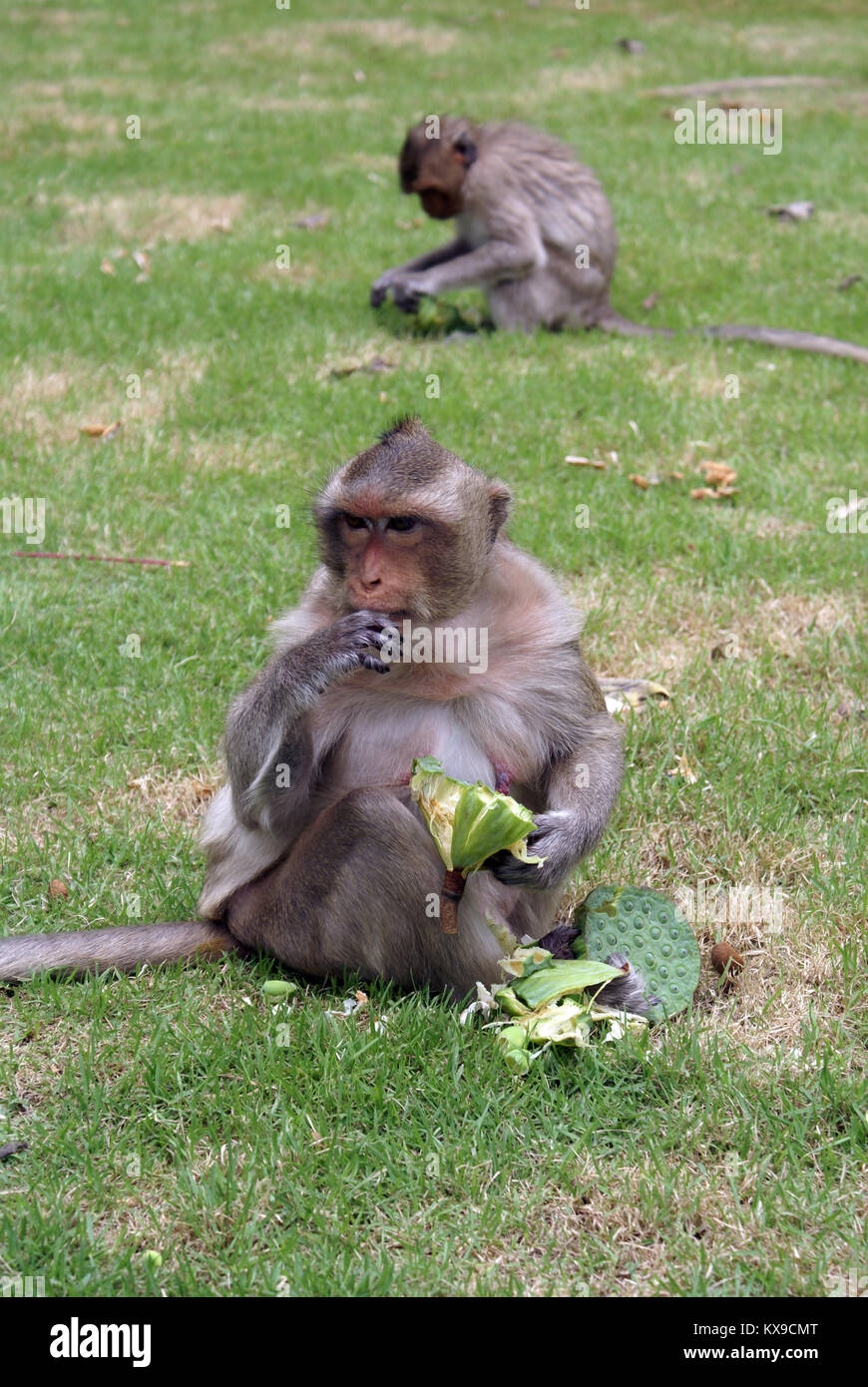 Essen Affe auf dem Rasen im Park Stockfoto