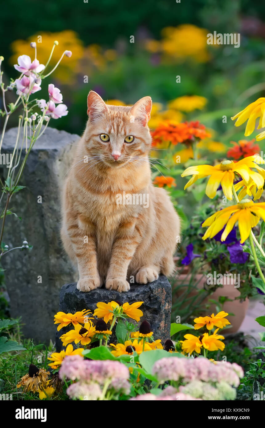 Eine Warnung rot gestromte Katze sitzt auf einem Felsen inmitten gelbe Blumen in eine bunte Blumen Country Garden, Deutschland Stockfoto