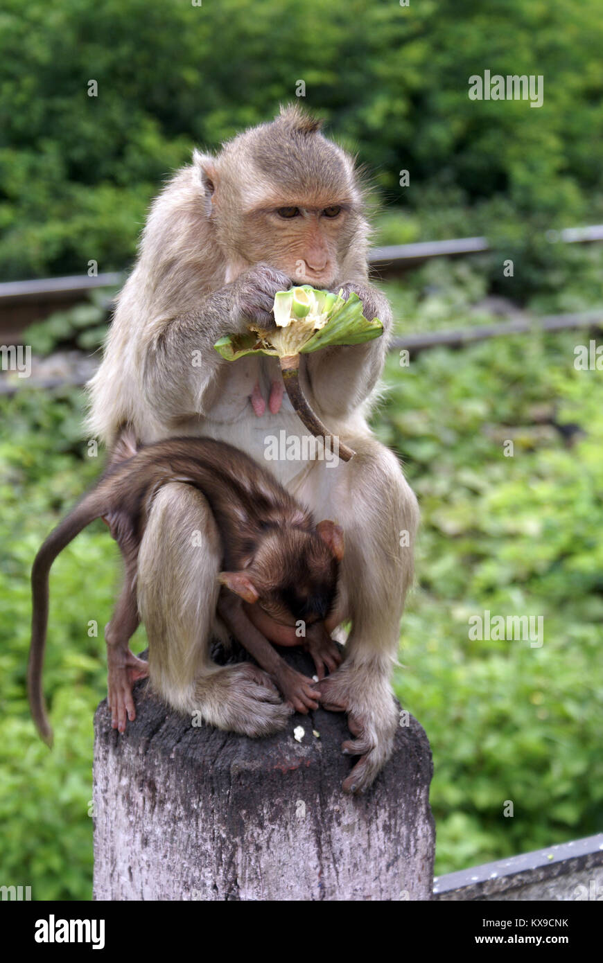 Mutter und Kind affe Grün essen Obst in Thailand Stockfoto