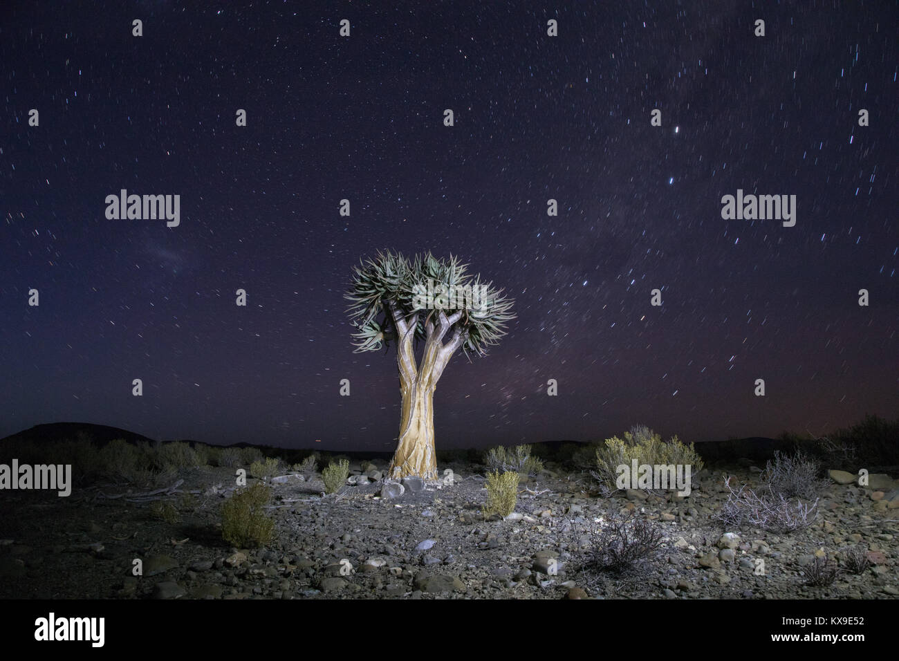 Afrika galaxy Nacht in der Karoo mit beleuchteten Baum Stockfoto