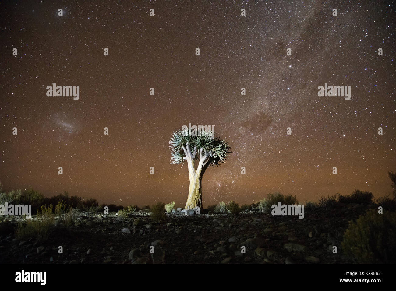 Afrika galaxy Nacht in der Karoo mit beleuchteten Baum Stockfoto