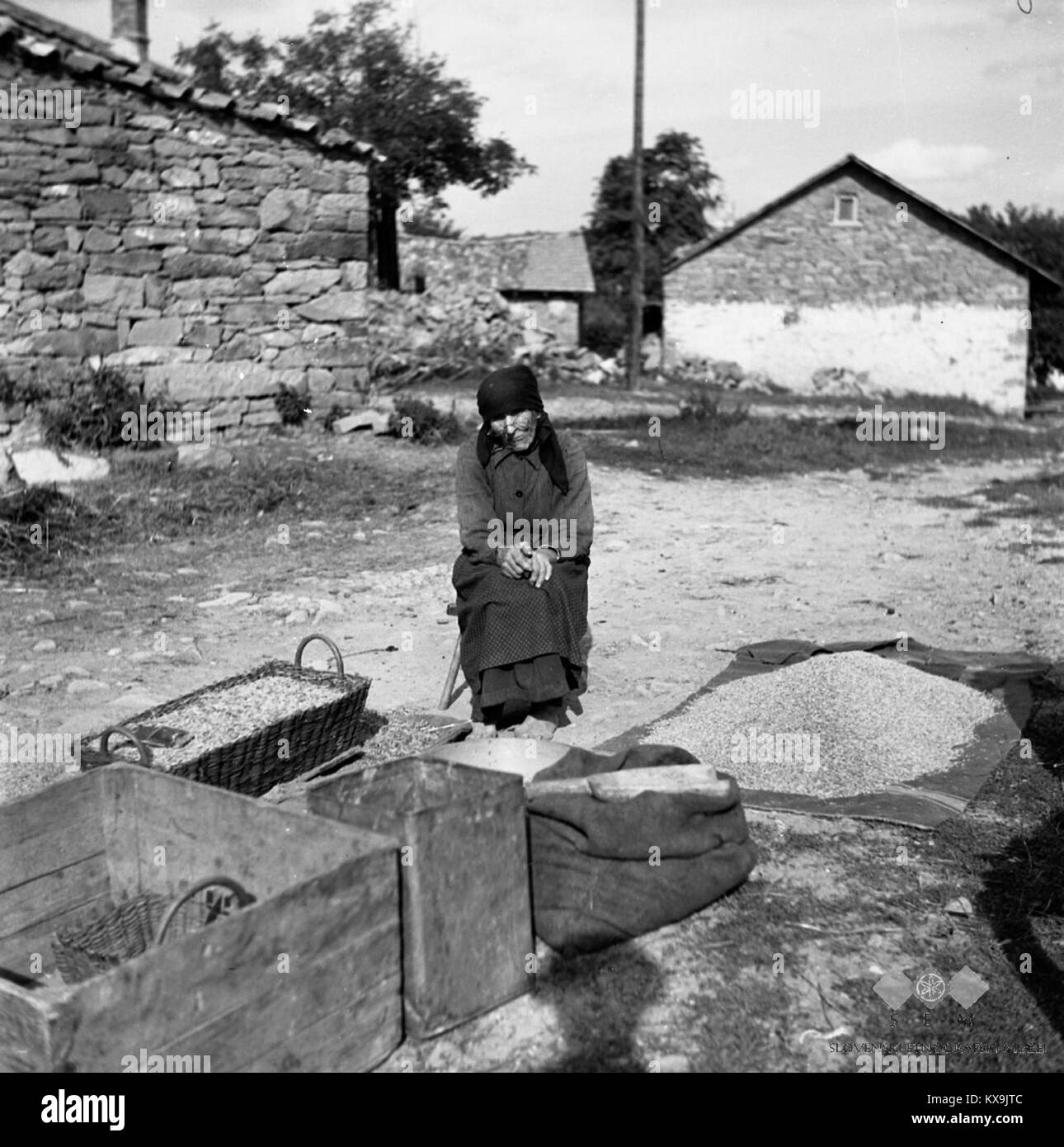 Eine Fotografie von 1955, auf der der 84-jährige Urša Valenčič in Brezovo Brdo, Slowenien, die traditionelle landwirtschaftliche Praxis zeigt. Stockfoto