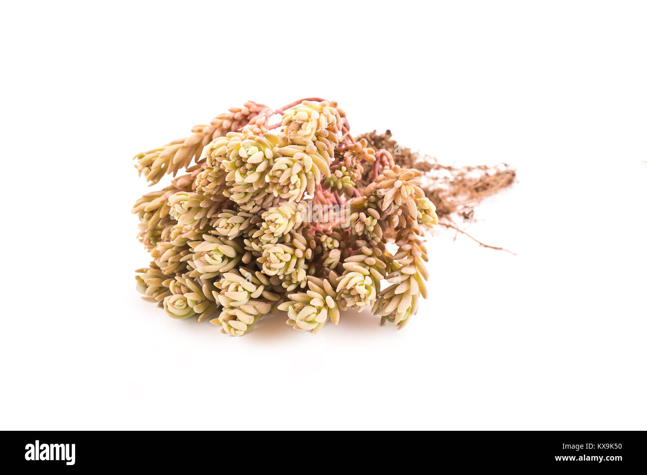 Wilde Pflanzen Sedum isoliert auf weißem Hintergrund Stockfoto