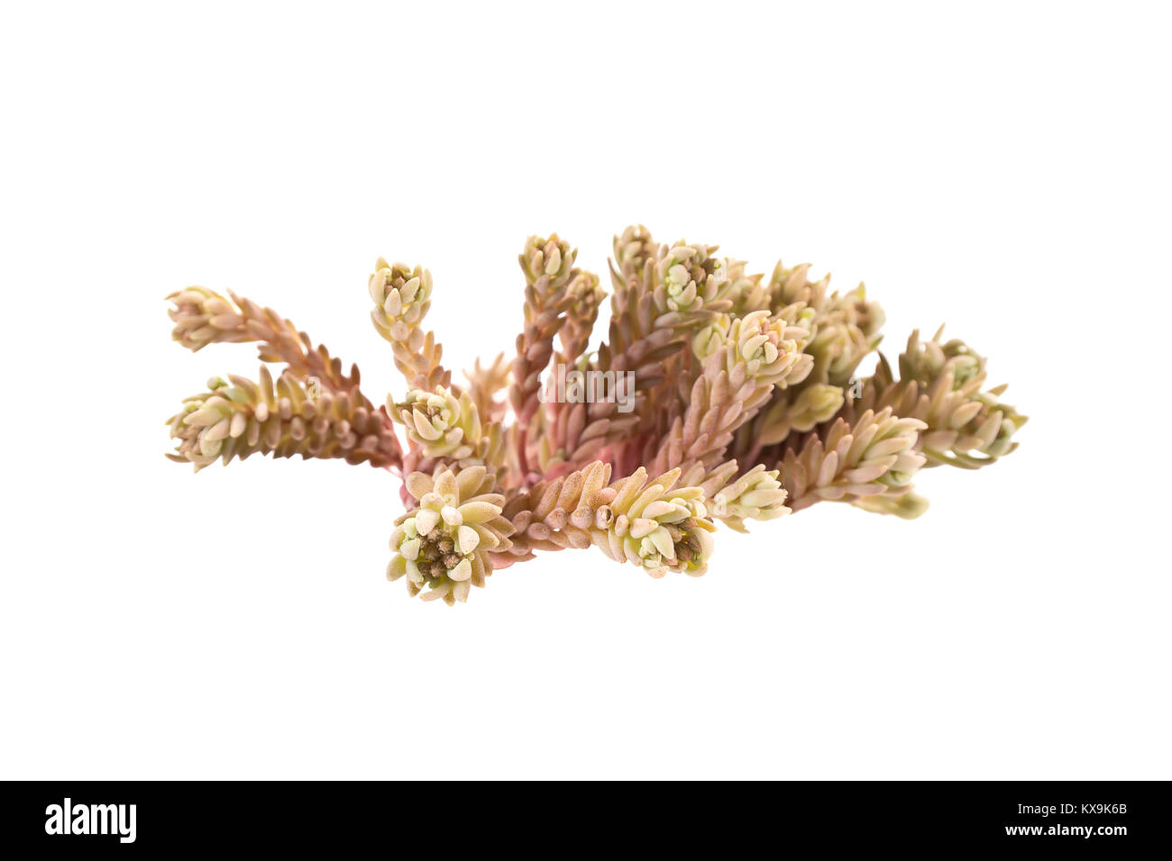 Wilde Pflanzen Sedum isoliert auf weißem Hintergrund Stockfoto