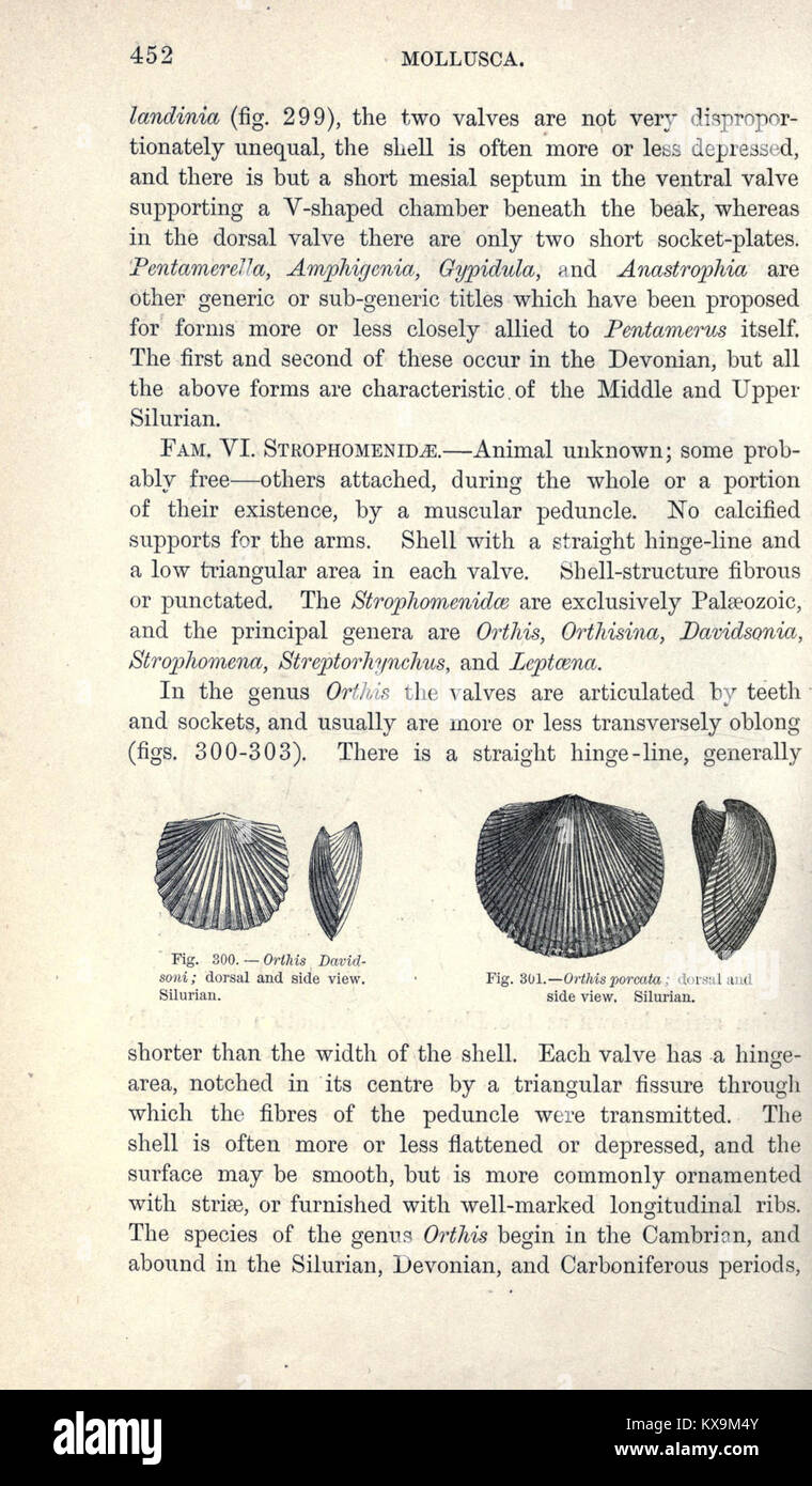 Eine Seite, auf der die Erforschung des antiken Lebens und der Fossilien erläutert wird, wobei der Schwerpunkt auf der evolutionären Entwicklung und der wissenschaftlichen Interpretation fossiler Beweise liegt. Stockfoto