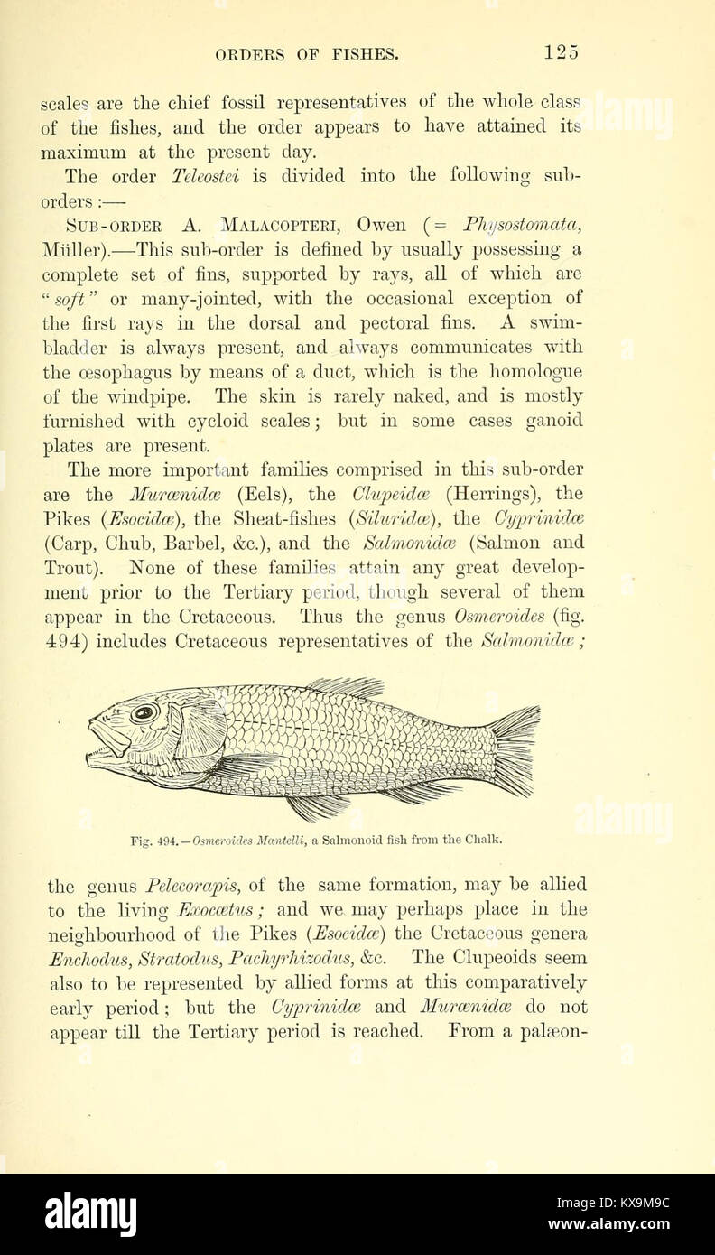 Dieses Buch bietet eine Einführung in die Paläontologie mit Schwerpunkt auf der Identifizierung von Fossilien und der geologischen Zeitskala, die für Studenten entwickelt wurde, die prähistorisches Leben studieren. Stockfoto