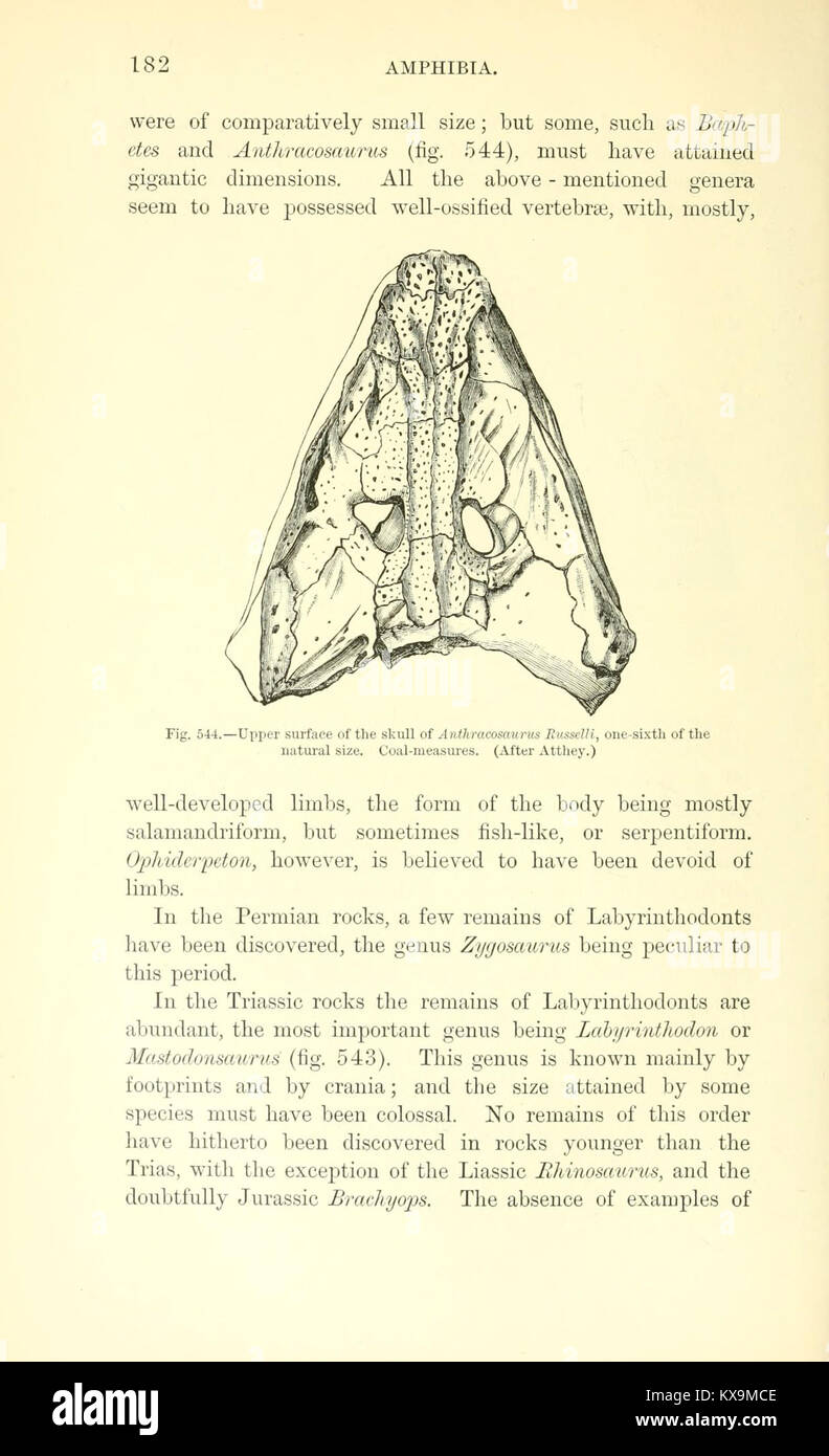 Auf Seite 182 werden fossile Morphologie, stratigraphische Schichten und evolutionäre Interpretation für Studenten beschrieben, die Paläontologie studieren. Stockfoto