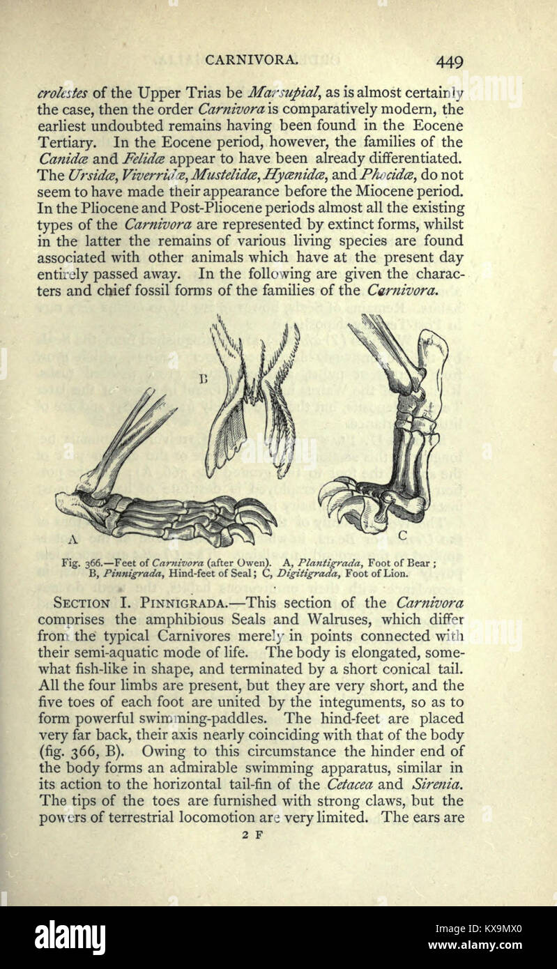 Seite 449 des Handbuchs der Paläontologie für den Gebrauch von Studenten gibt Hinweise zur Identifizierung, Klassifizierung und Interpretation von Fossilien in geologischen Kontexten. Stockfoto