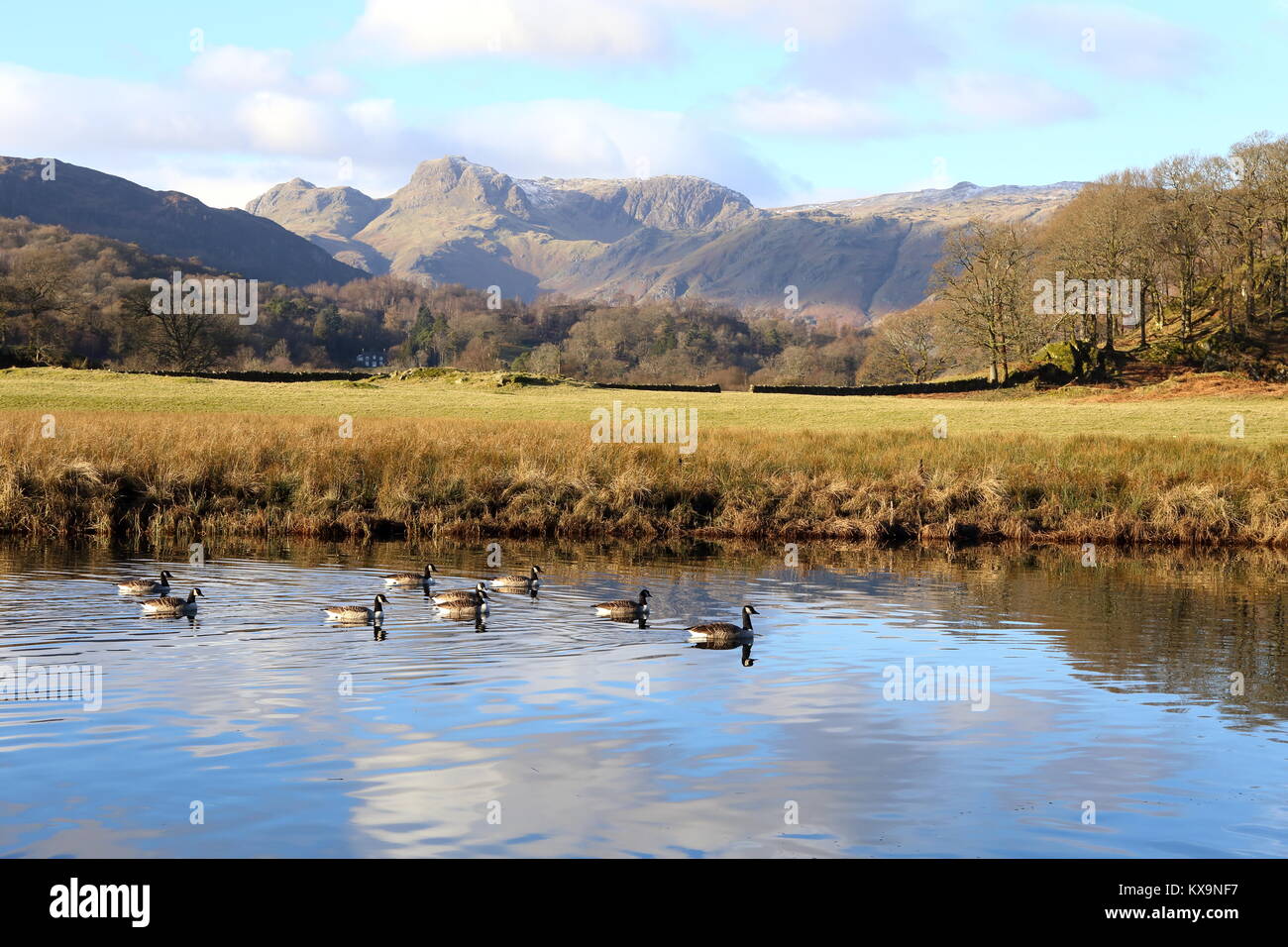 Gänse in Ruhe schwimmen auf dem Fluss Brathay bei Elterwater im englischen Lake District National Park. Stockfoto