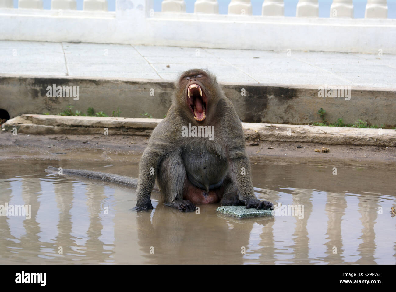 Wilde Affen im Tempel, Hua Hin, Thailand Stockfoto